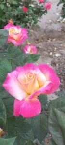 flowers