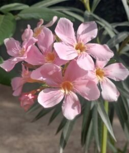 flowers